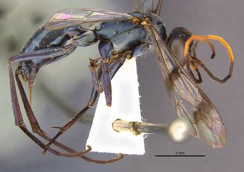 Media type: image;   Entomology 26607 Aspect: habitus lateral view